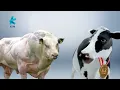 Parody iklan Susu Kin Fresh Milk