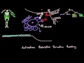 Bone Remodeling