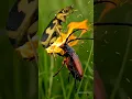 Download Lagu #2 Ultimate Survival Tactics - Bombardier Beetle Sprays Hot Acid At Longhorn Beetle 😱 #bombardier
