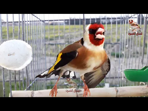 Download MP3 goldfinch singing. This bird has no equal