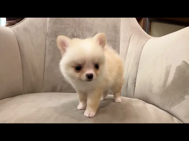 動画