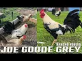 Joe Goode Rancho Robles Beautiful Birds