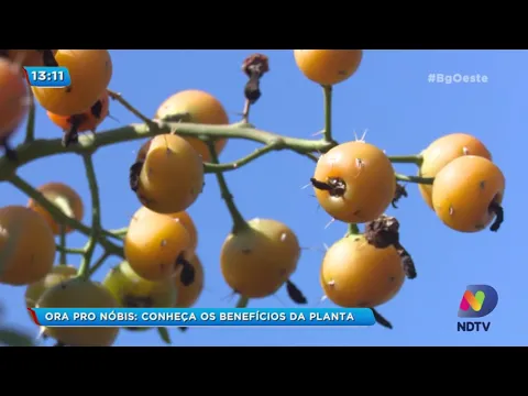 Ora Pro Nóbis: conheça os benefícios da planta!