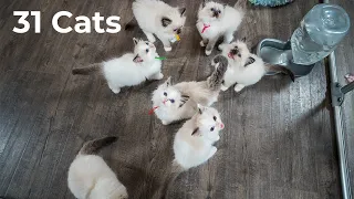 What is it like to live with 31 Ragdoll Cats Kitten Around Ragdolls The Cat Butler