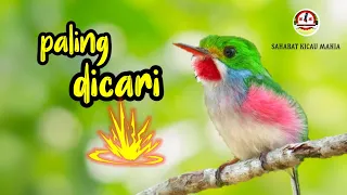 Download suara burung kecil paling dicari untuk isian, Murai batu, Kacer, kenari, pleci, cendet, cucak ijo MP3