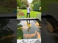 Lagu Overal waar je kijkt zie je meer dan 100 cm koi 🐟 #japansekoi #koi #vis #koifish