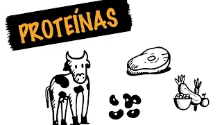 Proteína Animal é Melhor que Vegetal? | autoridadefitness.com
