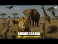 Download Lagu Sabana: Pentas Kehidupan dan Pertarungan Antar Spesies
