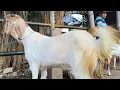 Lagu 800 ribu !! Doro Hamil Harga Murah !! Harga Ajor Bakule Nangis !! Pasar Kambing Tuban 