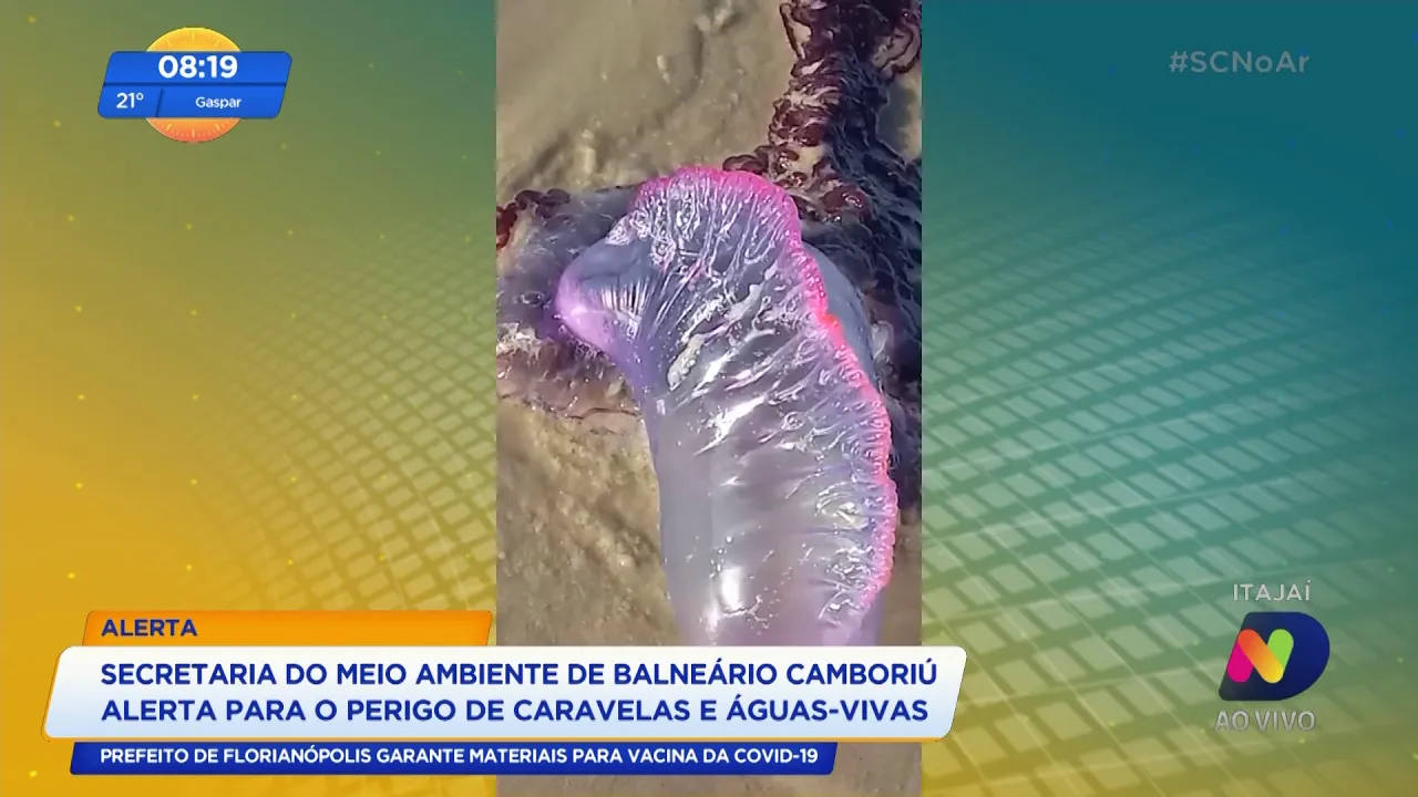 Especialistas alertam para o cuidado com águas-vivas em BC