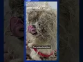 RISPCA looking for owner of neglected dog