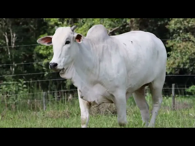 Matriz Nelore ACSM - 205