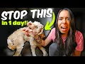 PUPPY BITING STOPPED in ONE day Aggressive puppy biting tips that actually work