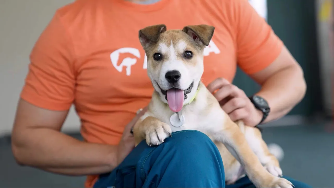 ASPCA — ASPCA — The Rescue Effect (YouTube video ad)