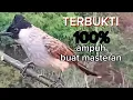 Download Lagu SUARA pikat kutilang 100% ampuh buat masteran dan pancingan burung kutilang