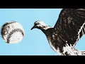 A Pigeon Story AKA remember when Randy Johnson vaporized that bird