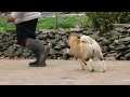 American Akita Puppy First Time on Leash Apexx Akitas