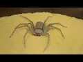 Six-Eyed Sand Spider Burying Herself (Sicarius hahni)