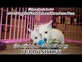 WEST HIGHLAND TERRIER PUPPIES FOR SALE GEORGIA LOCAL BREEDERS GWINNETT COUNTY GA