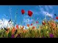 Download Lagu Summer Nature Sounds | 2 Hours Of Soothing Summertime Ambience To Help You Relax \u0026 Unwind