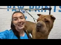 How I Groom My Sharpei
