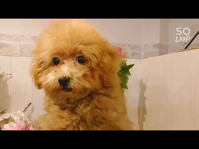 動画