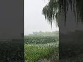 Download Lagu Misty Jiangnan, a pastoral song in southern China #shorts #misty