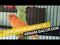 Suara Pancingan Kenari Untuk Merangsang Bunyi Agar Cepat Gacor KENARI JUARA NEMBAK PANJANG
