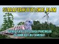 SUARA PERKUTUT LOKAL ALAM 🛑BIKIN BIRAHI MENINGKAT LANGSUNG NYAUT IKUTAN NGAYER 