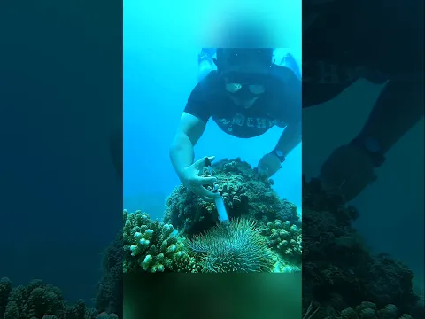 பவளப்பாறைகளை காக்கும் விசித்திர ஊசி முறை! 🪸🌊