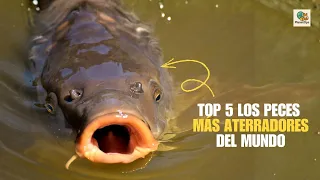 INCREÍBLE 😳 los 5 PECES más FEOS del MUNDO 😫 (ASUSTAN)