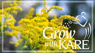 Grow with KARE Goldenrod
