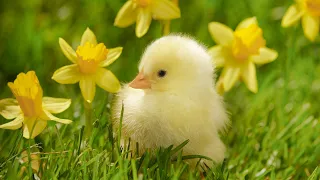 Relaxing Music with Cute Chickens Images