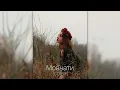 Мовчати (cover) - Кузьма Скрябін /Cranberry_jh/