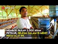 Download Lagu Memberi Pakan 2.000 AYAM PETELUR, Selesai Dalam 15 Menit‼️
