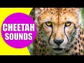Download Lagu CHEETAH SOUNDS | Listen to the Sound of Cheetahs with Real Videos