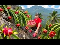 Lagu TIMELAPSE -- Dragon Fruit Harvesting Process: 1000Kg+ Dragon Fruit Go to Market Sell