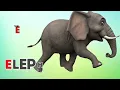 Zoo Animal Sounds Song 🦁 Fun Toddler Animals Learning Song with Joyful Actions 🎵 Best Nursery Rhymes