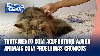 Acupuntura para pets: alternativa no tratamento de doenças crônicas