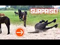 Download Lagu A surprise!! With a lot of animals! | Friesian Horses MP3