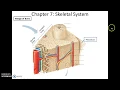 Human Anatomy Physiology Chapter 7 Part 1 Skeletal System