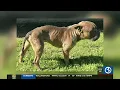 Dehydrated emaciated dog found abandoned at a park in Watertown