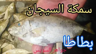 معلومه في دقيقة  سمكة السيجان  البطاطا   الصافي    شفاء للعيان ولذيذة بس خلي بالك من شوكتها وبطنها  دندنها
