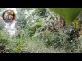 Download Lagu terbukti!!! Mikat burung selendang biru/kehicap ranting dengan suara pikat burung selendang biru mp3