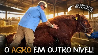 🐂 AS RAÇAS DE GADO QUE MAIS ME IMPRESSIONARAM NA EXPOINTER!