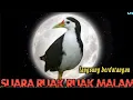 Download Lagu suara burung ruak ruak malam,langsung berdatangan, di jamin ampuh