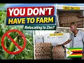 Lagu Relocating to Zimbabwe? You Don’t Have to Do Farming | Real Business Tour