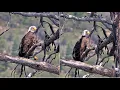 FOBBV KD1 VISITS THE BASEMENT OF NEST TREE WAITS FOR SHADOW Big Bear 8 15 26