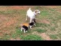 Snoopy and Beagle pups