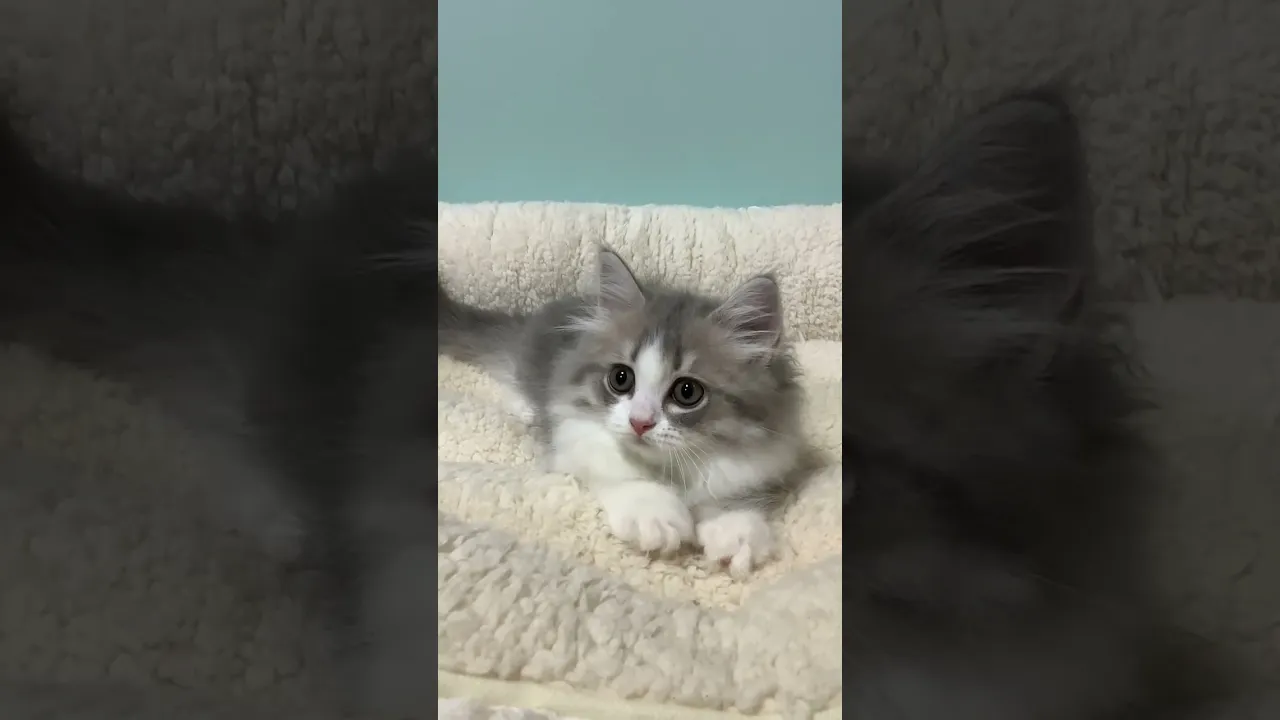 動画